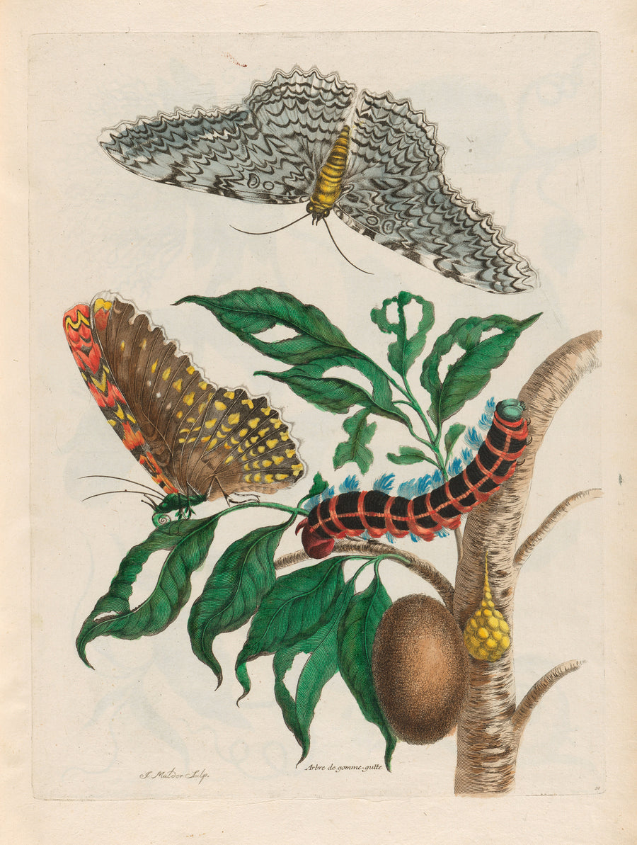 Maria Sibylla Merian — Metamorphosis of the Insects of Surinam: Arbre de gomme-gutte | Natural History Print shown to scale on a wall above a sofa