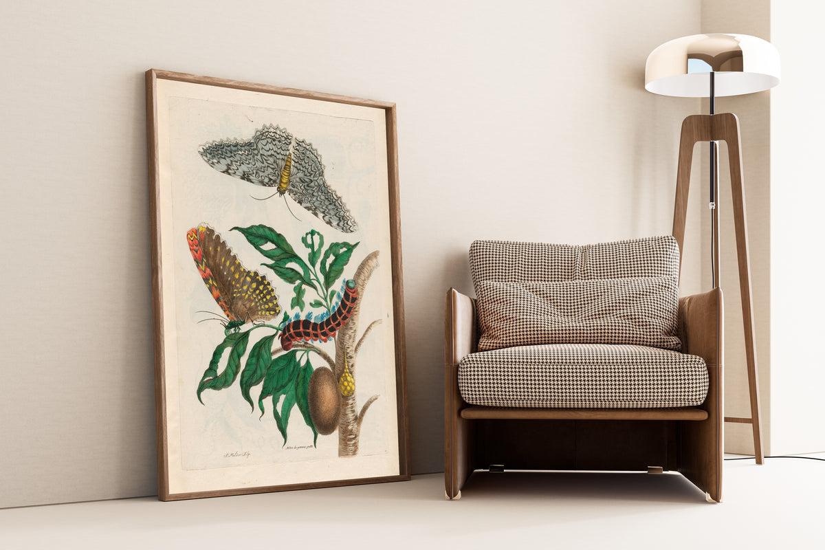 Framed art print of Metamorphosis of the Insects of Surinam: Arbre de… by Maria Sibylla Merian, leaning against a wall beside an armchair and a floor lamp