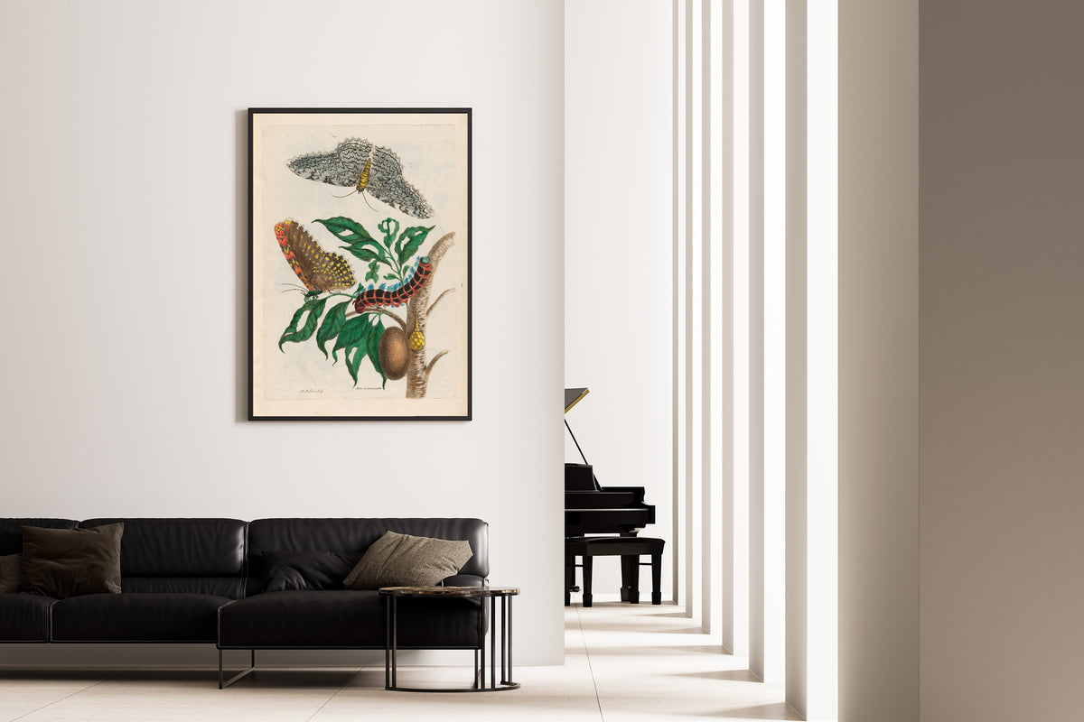Framed art print of Metamorphosis of the Insects of Surinam: Arbre de gomme-gutte by Maria Sibylla Merian, on the wall of a minimal living room