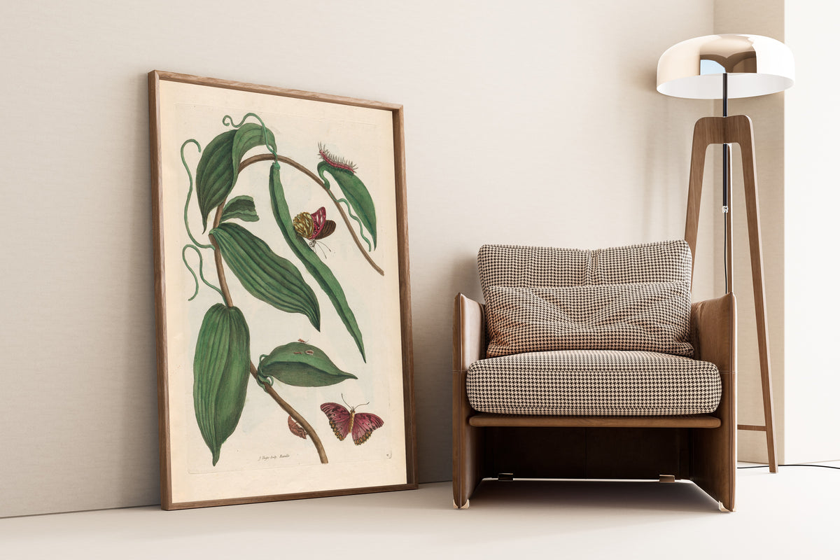 Framed art print of Metamorphosis of the Insects of Surinam: Banille by Maria Sibylla Merian, leaning against a wall beside an armchair and a floor lamp