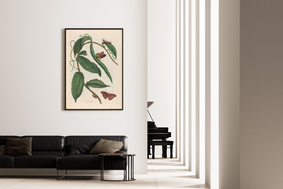 Framed art print of Metamorphosis of the Insects of Surinam: Banille by Maria Sibylla Merian, on the wall of a minimal living room