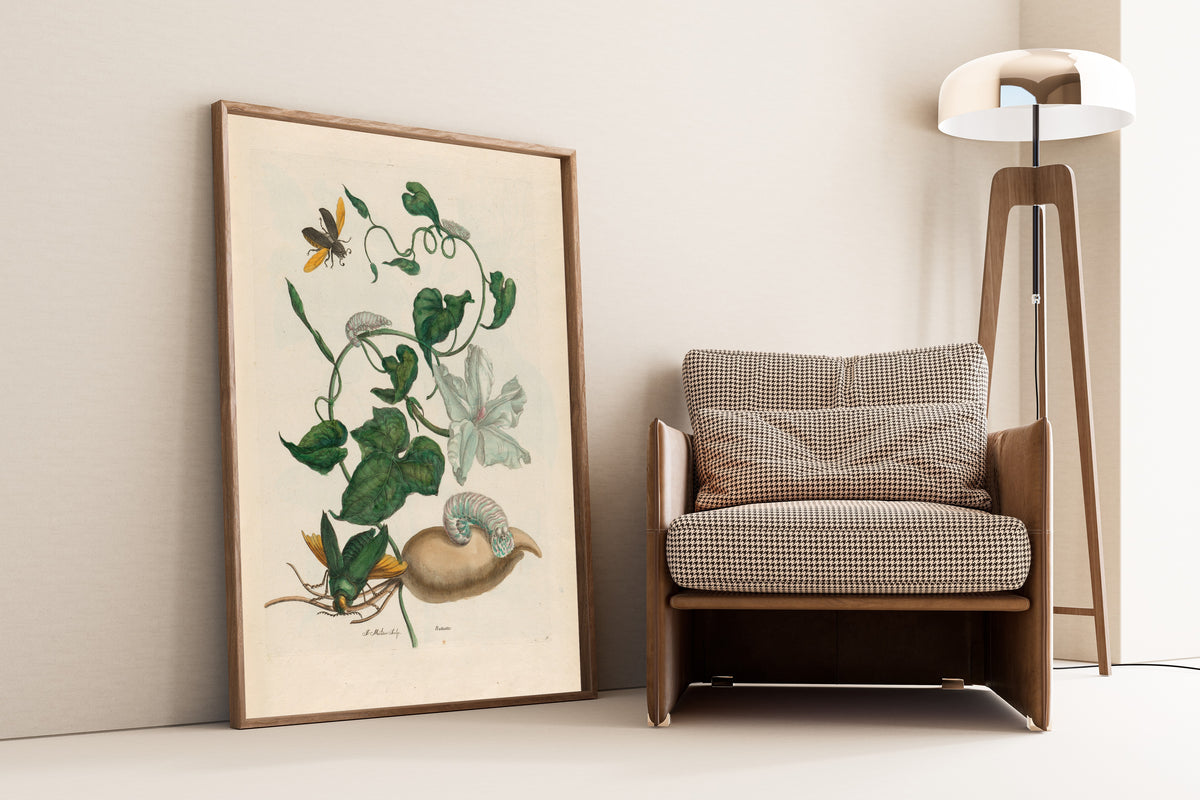Framed art print of Metamorphosis of the Insects of Surinam: Battattes by Maria Sibylla Merian, leaning against a wall beside an armchair and a floor lamp