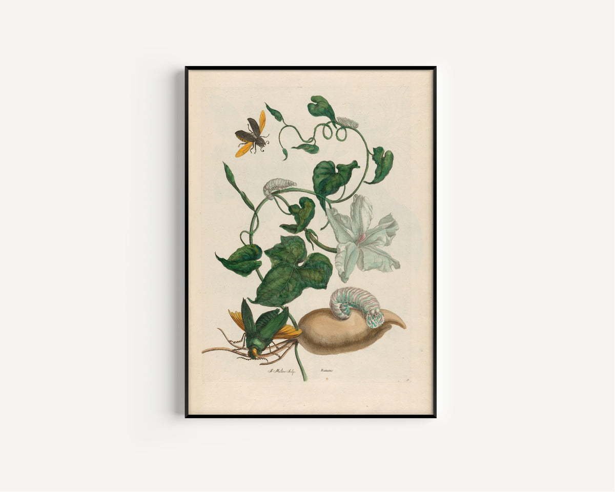 Framed art print of Metamorphosis of the Insects of Surinam: Battattes by Maria Sibylla Merian, in a slim black frame on a plain white wall