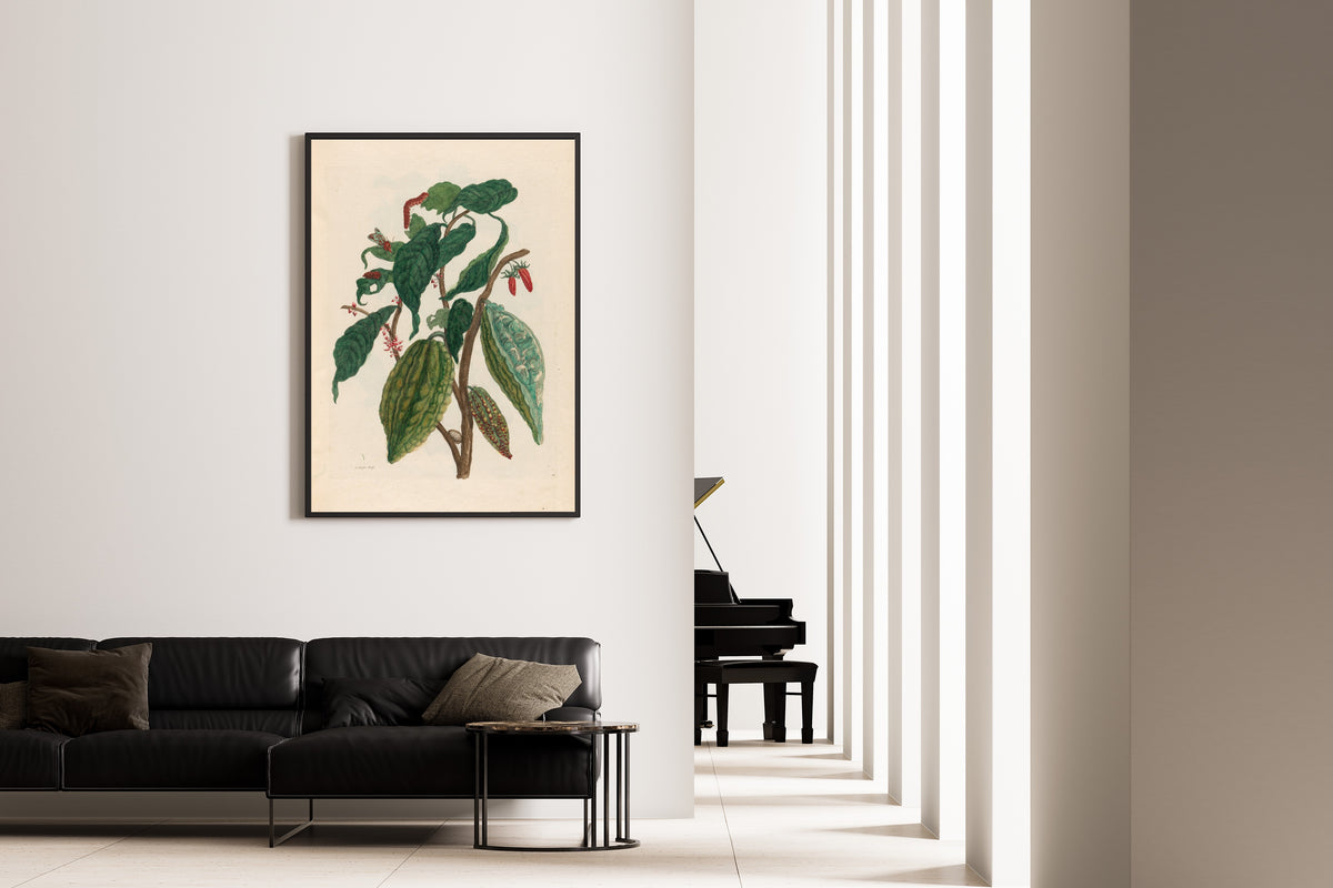 Framed art print of Metamorphosis of the Insects of Surinam: Cacao by Maria Sibylla Merian, on the wall of a minimal living room
