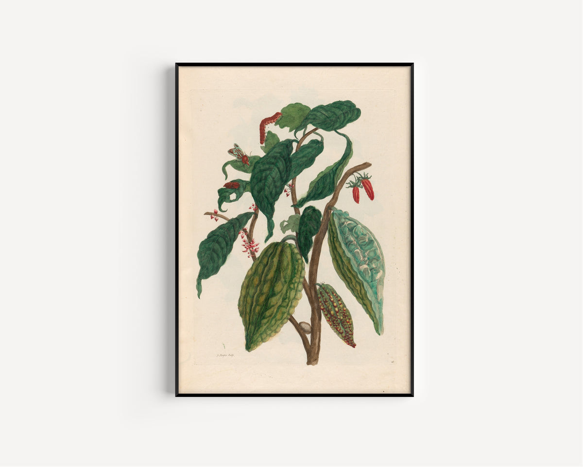 Framed art print of Metamorphosis of the Insects of Surinam: Cacao by Maria Sibylla Merian, in a slim black frame on a plain white wall
