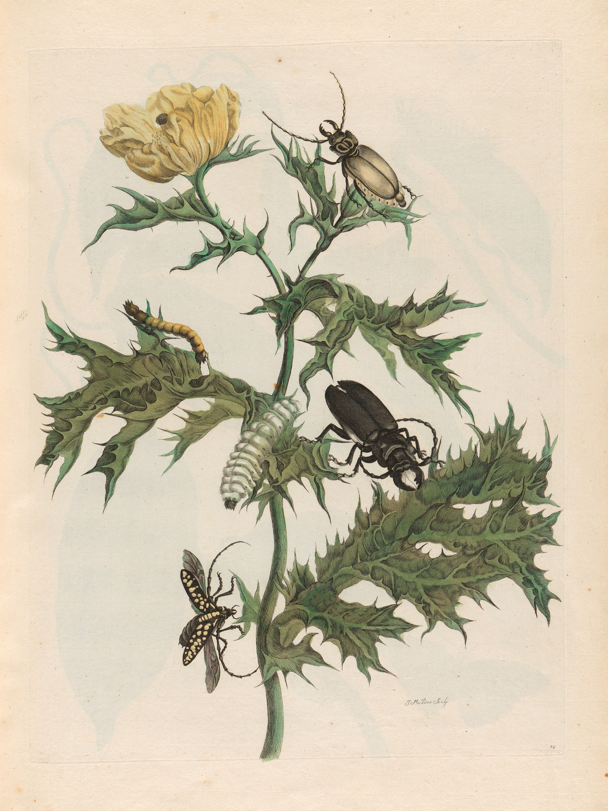 Metamorphosis of the Insects of Surinam: Carduus spinosus by Maria Sibylla Merian — Two beetles and a caterpillar on a spiny stem with a yellow bloom