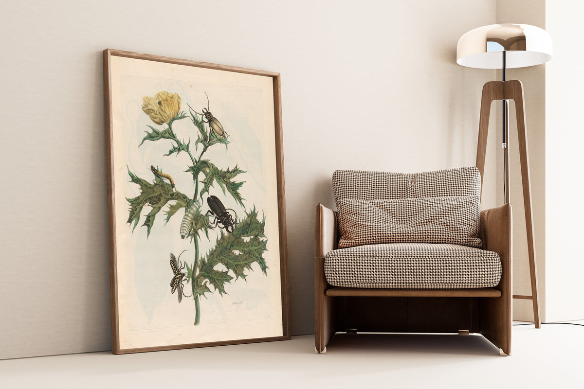 Framed art print of Metamorphosis of the Insects of Surinam: Carduus… by Maria Sibylla Merian, leaning against a wall beside an armchair and a floor lamp