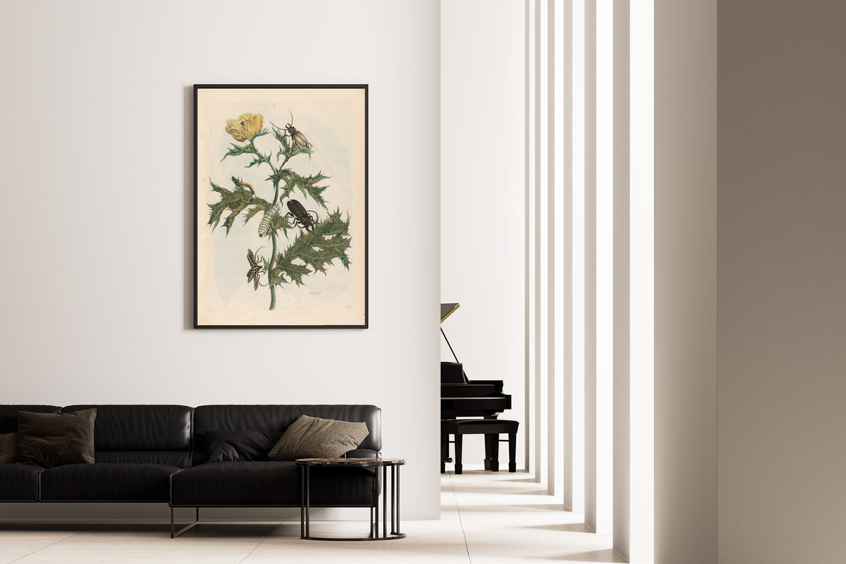 Framed art print of Metamorphosis of the Insects of Surinam: Carduus spinosus by Maria Sibylla Merian, on the wall of a minimal living room