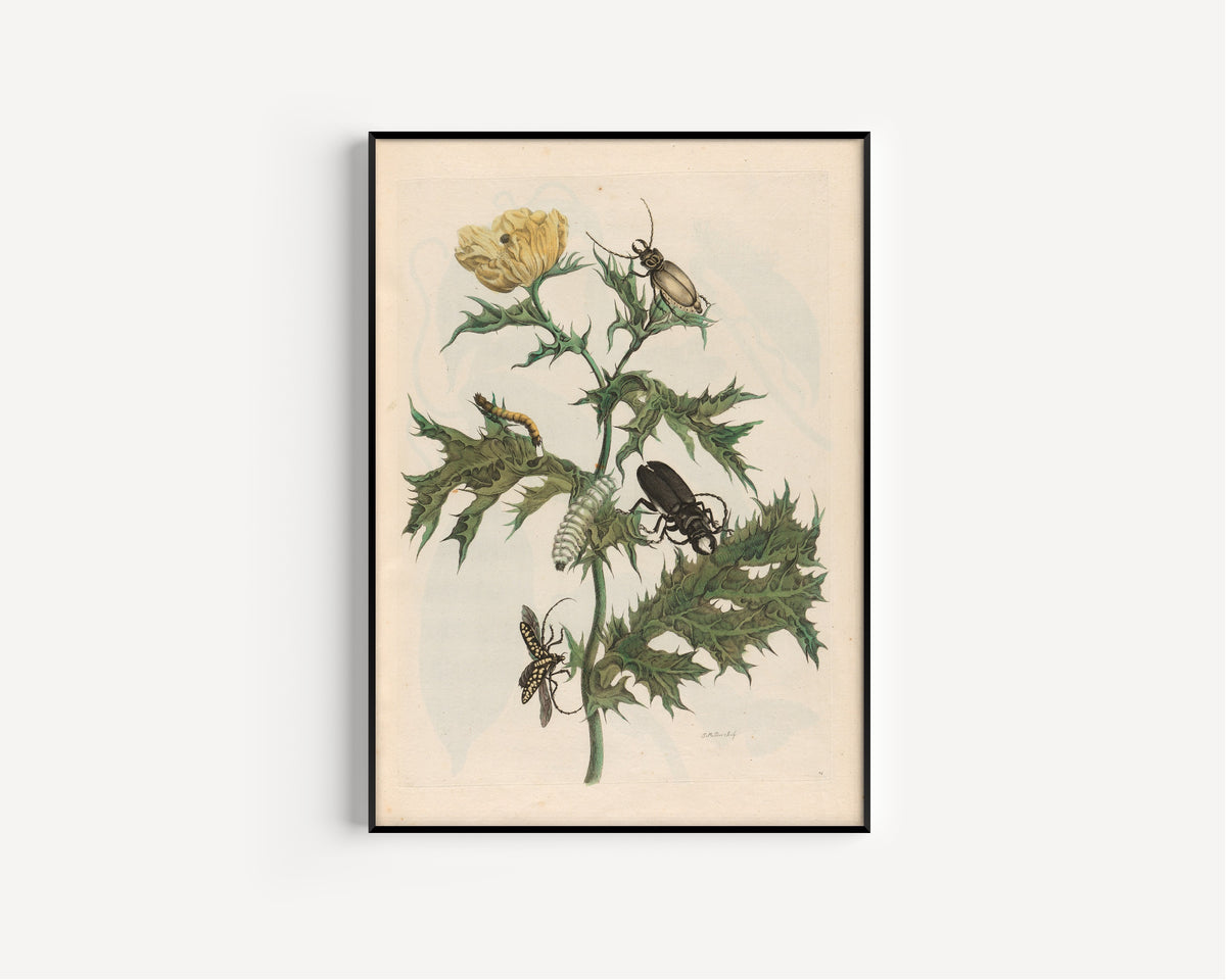 Framed art print of Metamorphosis of the Insects of Surinam: Carduus spinosus by Maria Sibylla Merian, in a slim black frame on a plain white wall