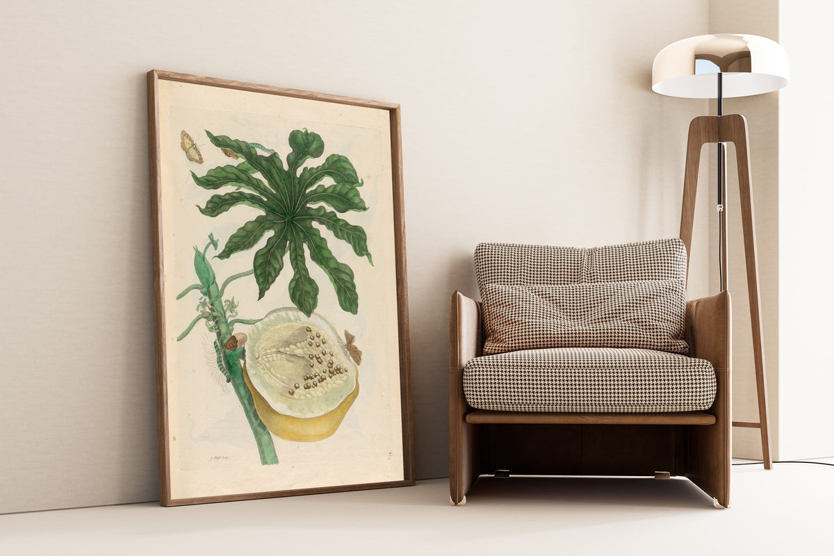 Framed art print of Metamorphosis of the Insects of Surinam: Carica papaya by Maria Sibylla Merian, leaning against a wall beside an armchair and a floor lamp