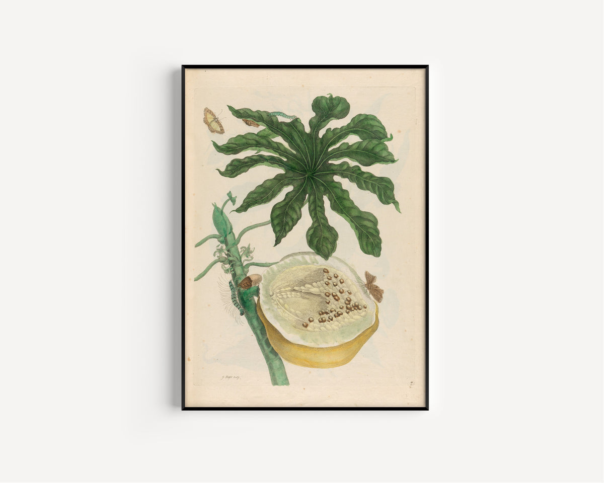 Framed art print of Metamorphosis of the Insects of Surinam: Carica papaya by Maria Sibylla Merian, in a slim black frame on a plain white wall