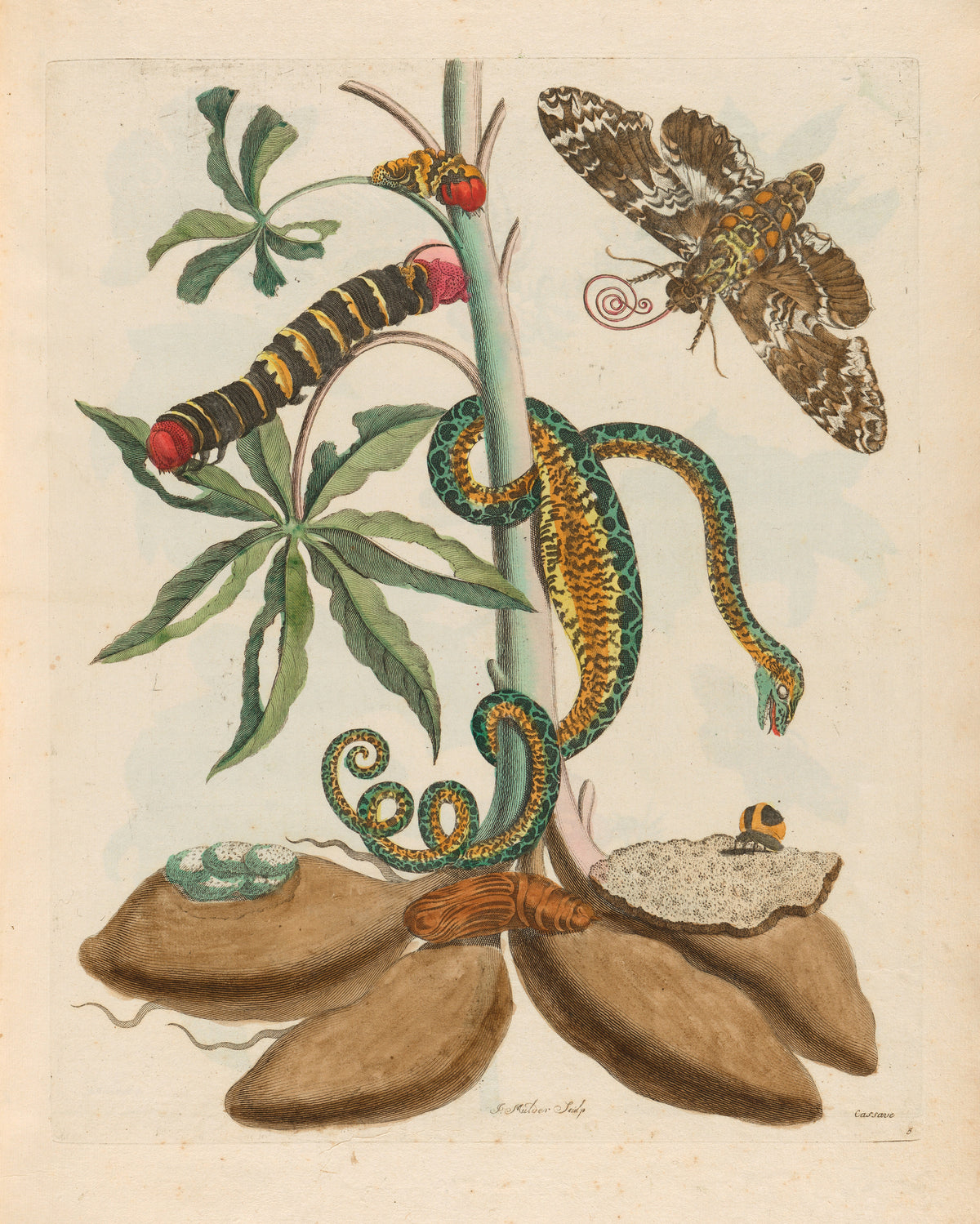 Metamorphosis of the Insects of Surinam: Cassave by Maria Sibylla Merian — A banded caterpillar, a coiled snake and a moth around cassava roots
