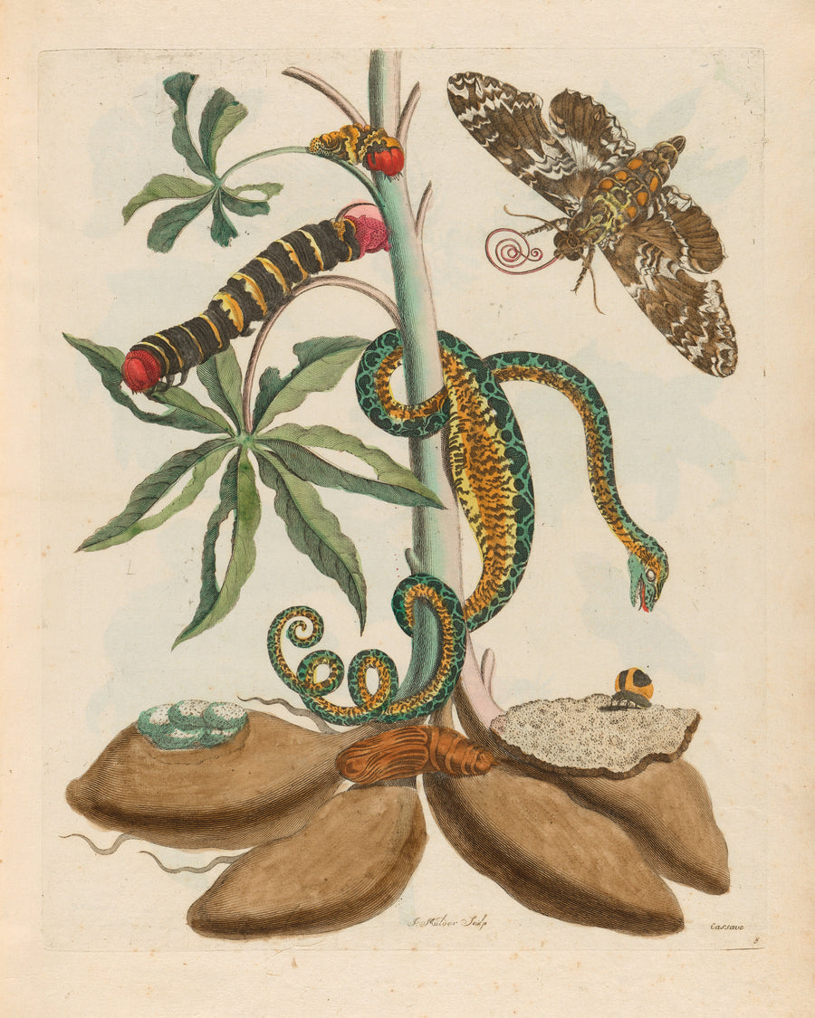 Maria Sibylla Merian — Metamorphosis of the Insects of Surinam: Cassave | Natural History Print shown to scale on a wall above a sofa