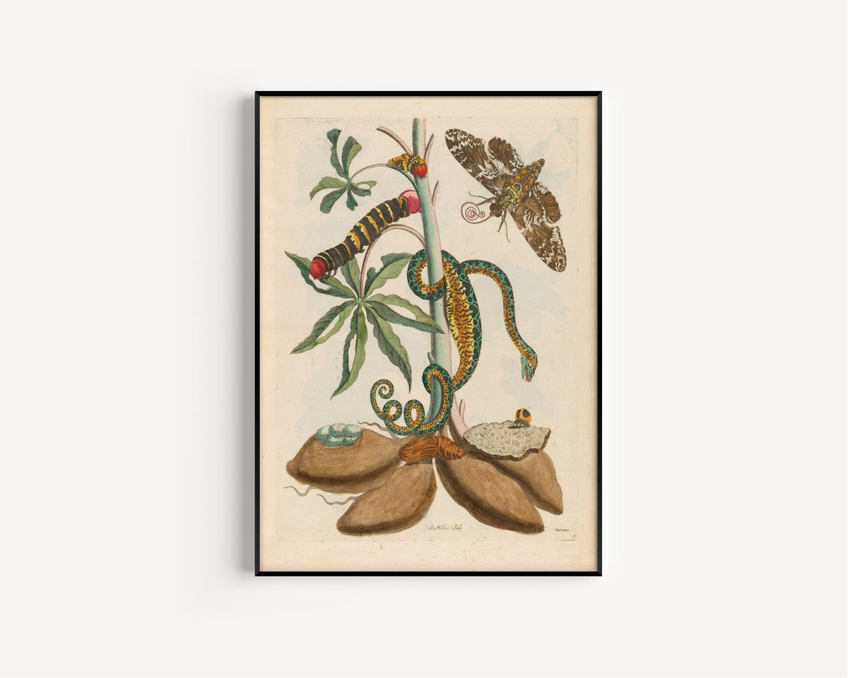 Framed art print of Metamorphosis of the Insects of Surinam: Cassave by Maria Sibylla Merian, in a slim black frame on a plain white wall