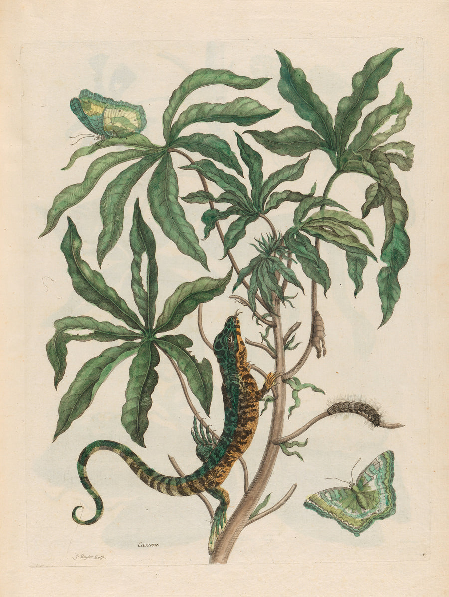 Maria Sibylla Merian — Metamorphosis of the Insects of Surinam: Cassave (with Lizard) | Natural History Print shown to scale on a wall above a sofa