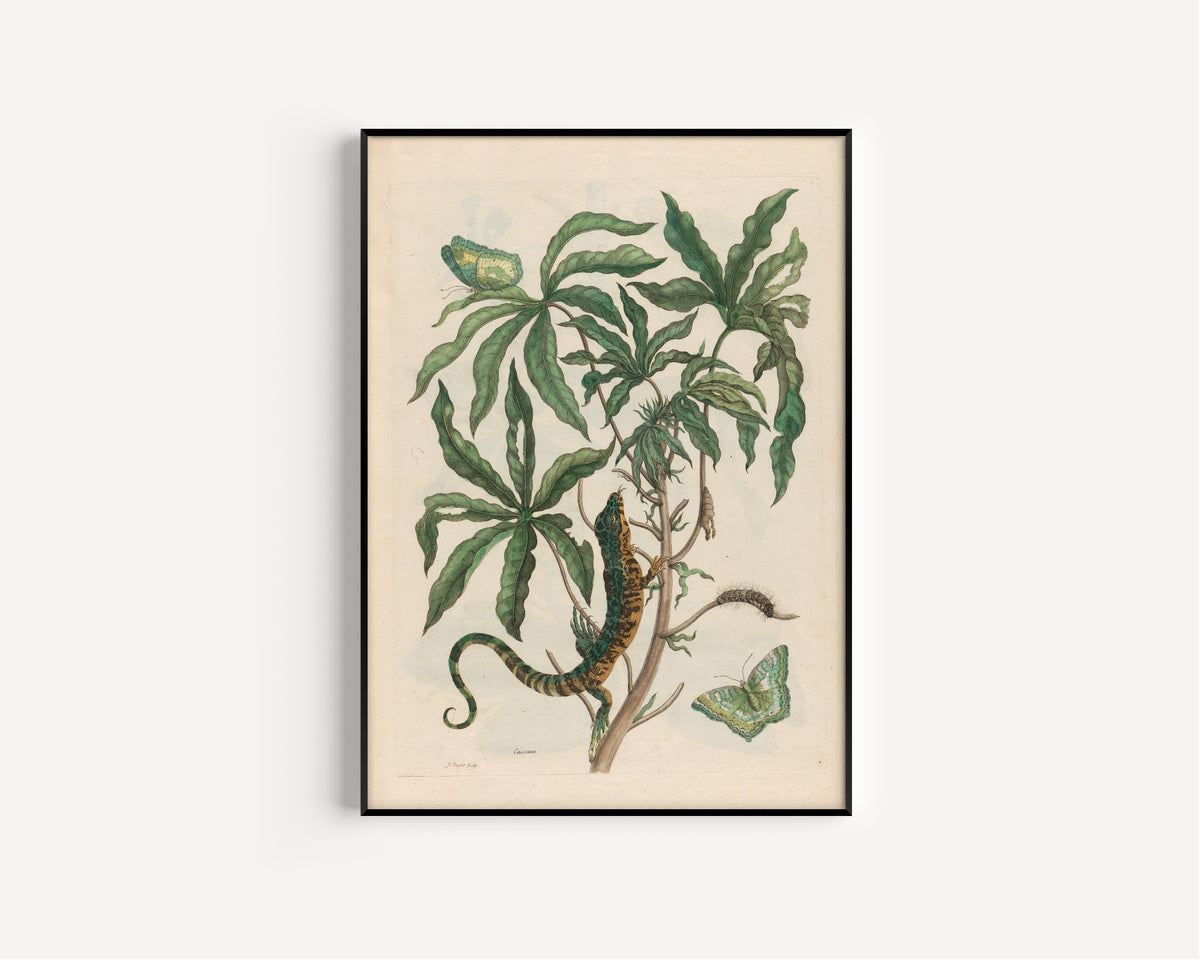 Framed art print of Metamorphosis of the Insects of Surinam: Cassave (with Lizard) by Maria Sibylla Merian, in a slim black frame on a plain white wall
