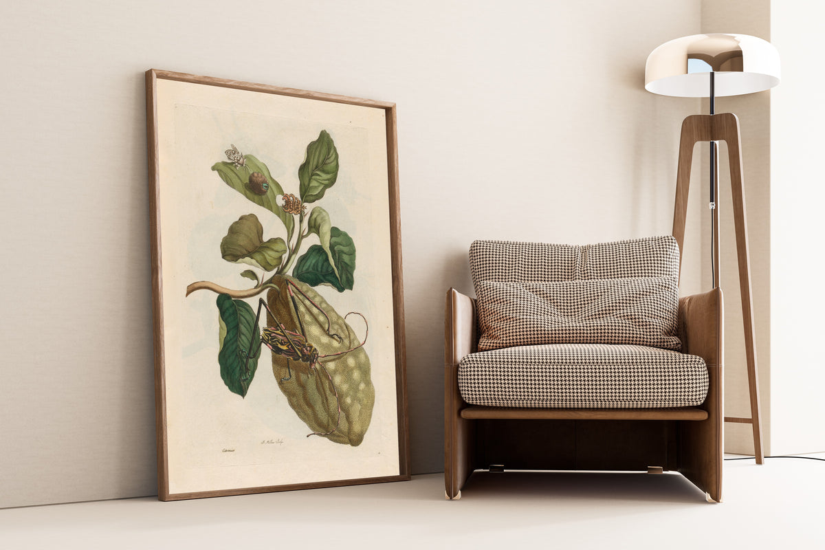 Framed art print of Metamorphosis of the Insects of Surinam: Citronier by Maria Sibylla Merian, leaning against a wall beside an armchair and a floor lamp