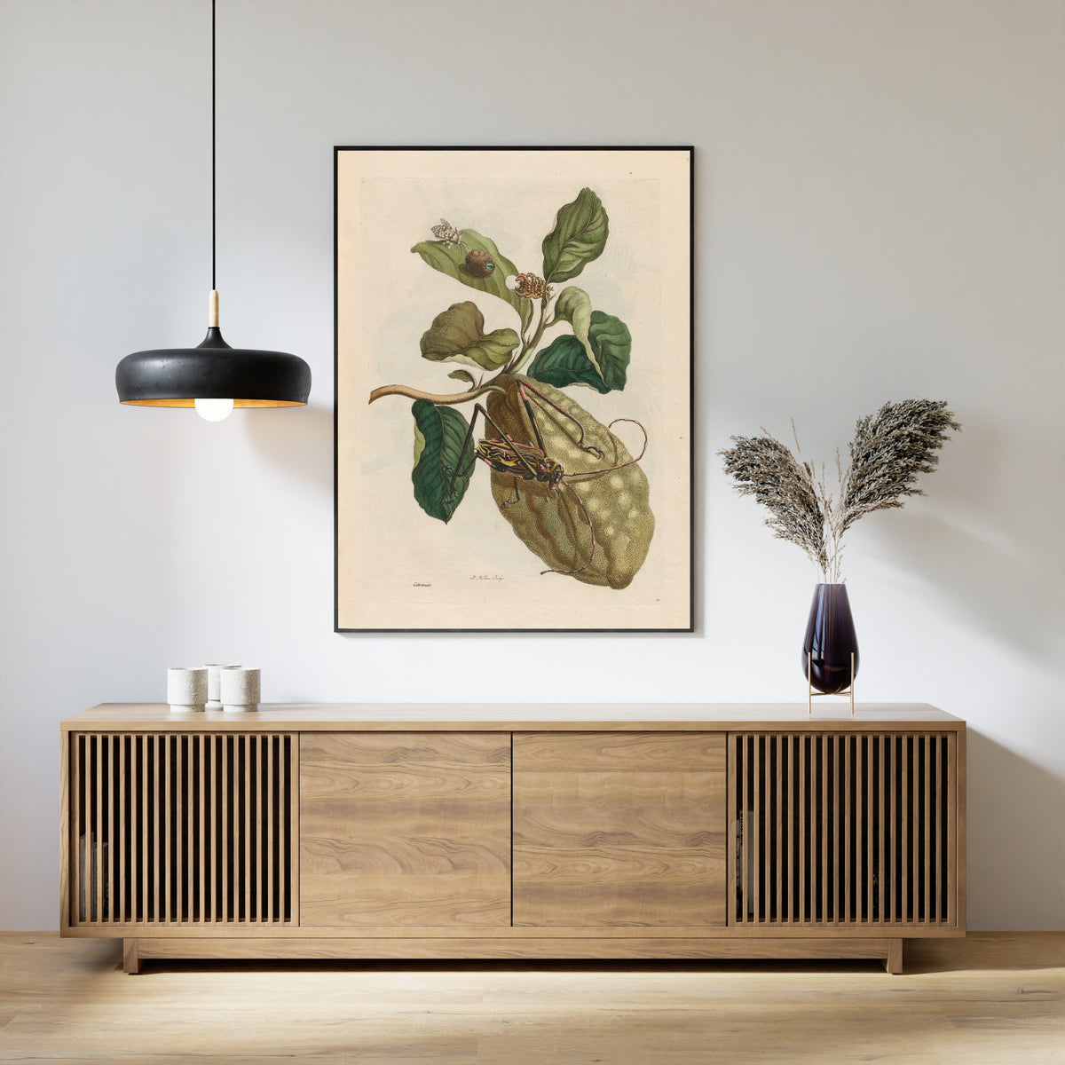 Framed art print of Metamorphosis of the Insects of Surinam: Citronier by Maria Sibylla Merian, above a slatted wood sideboard