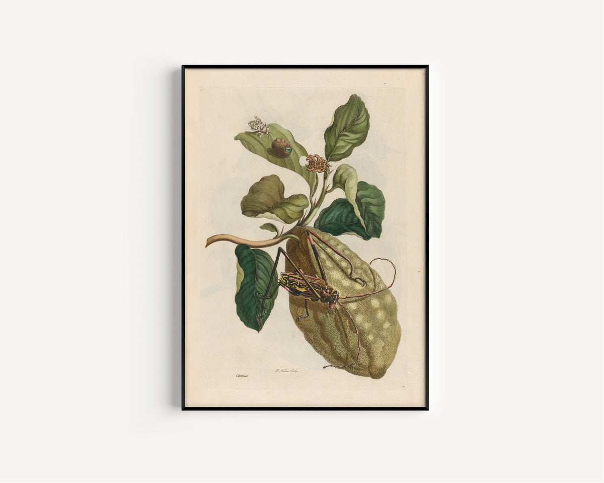 Framed art print of Metamorphosis of the Insects of Surinam: Citronier by Maria Sibylla Merian, in a slim black frame on a plain white wall