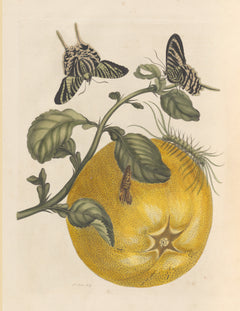 Maria Sibylla Merian — Metamorphosis of the Insects of Surinam: Citrus with Swallowtail Butterflies | Natural History Print