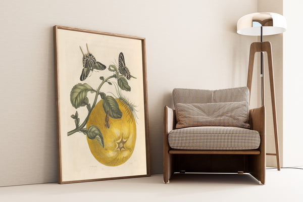 Maria Sibylla Merian — Metamorphosis of the Insects of Surinam: Citrus with Swallowtail Butterflies | Natural History Print