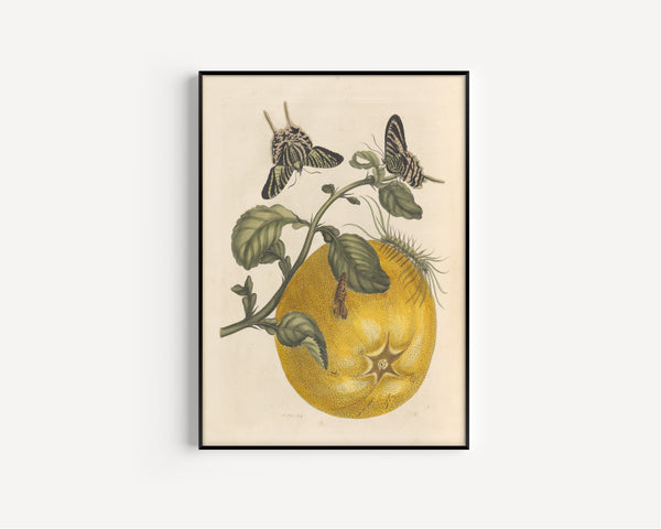 Maria Sibylla Merian — Metamorphosis of the Insects of Surinam: Citrus with Swallowtail Butterflies | Natural History Print