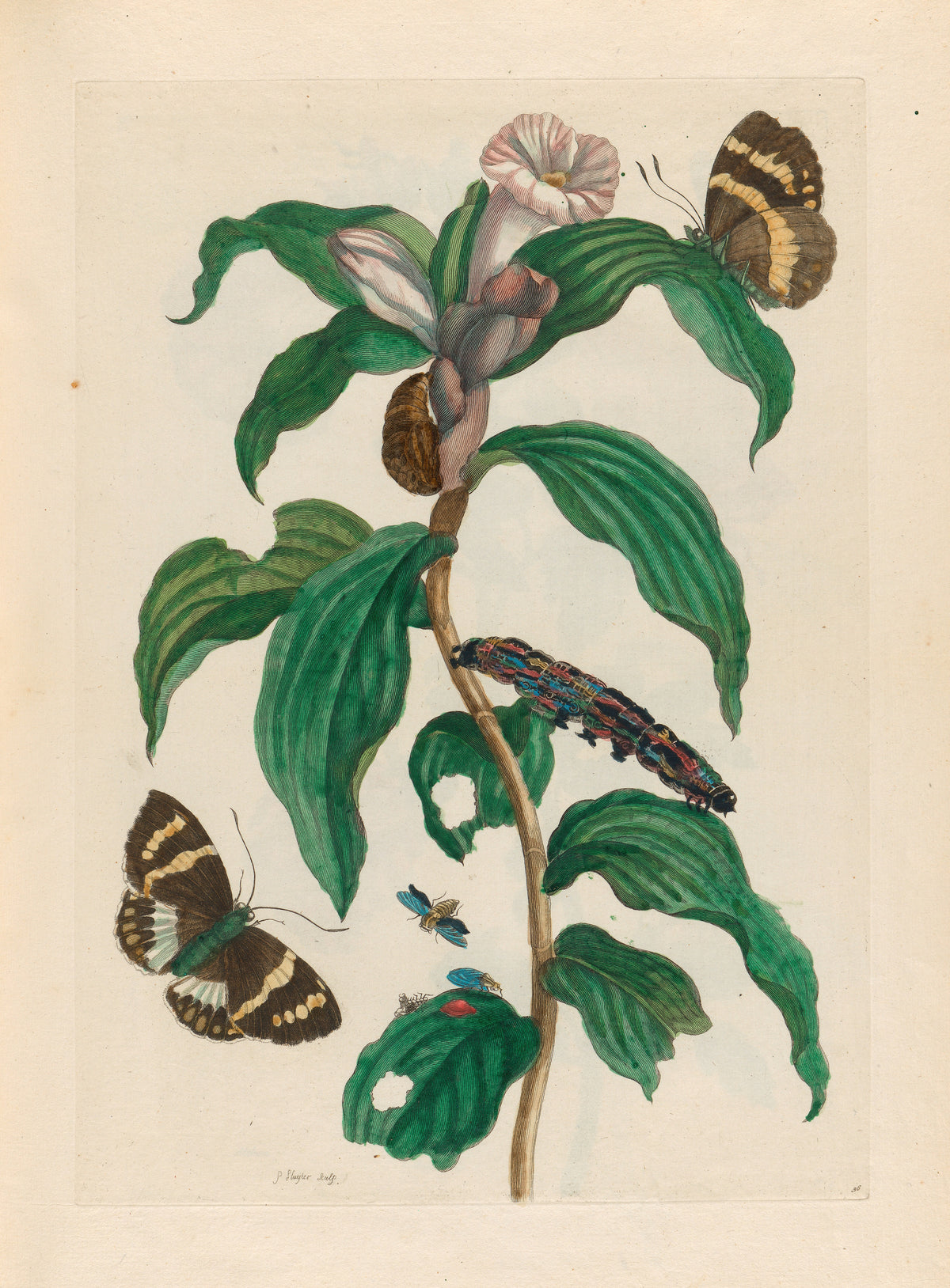 Metamorphosis of the Insects of Surinam: Costus arabicus by Maria Sibylla Merian — A pale pink bloom, two banded butterflies and a striped caterpillar