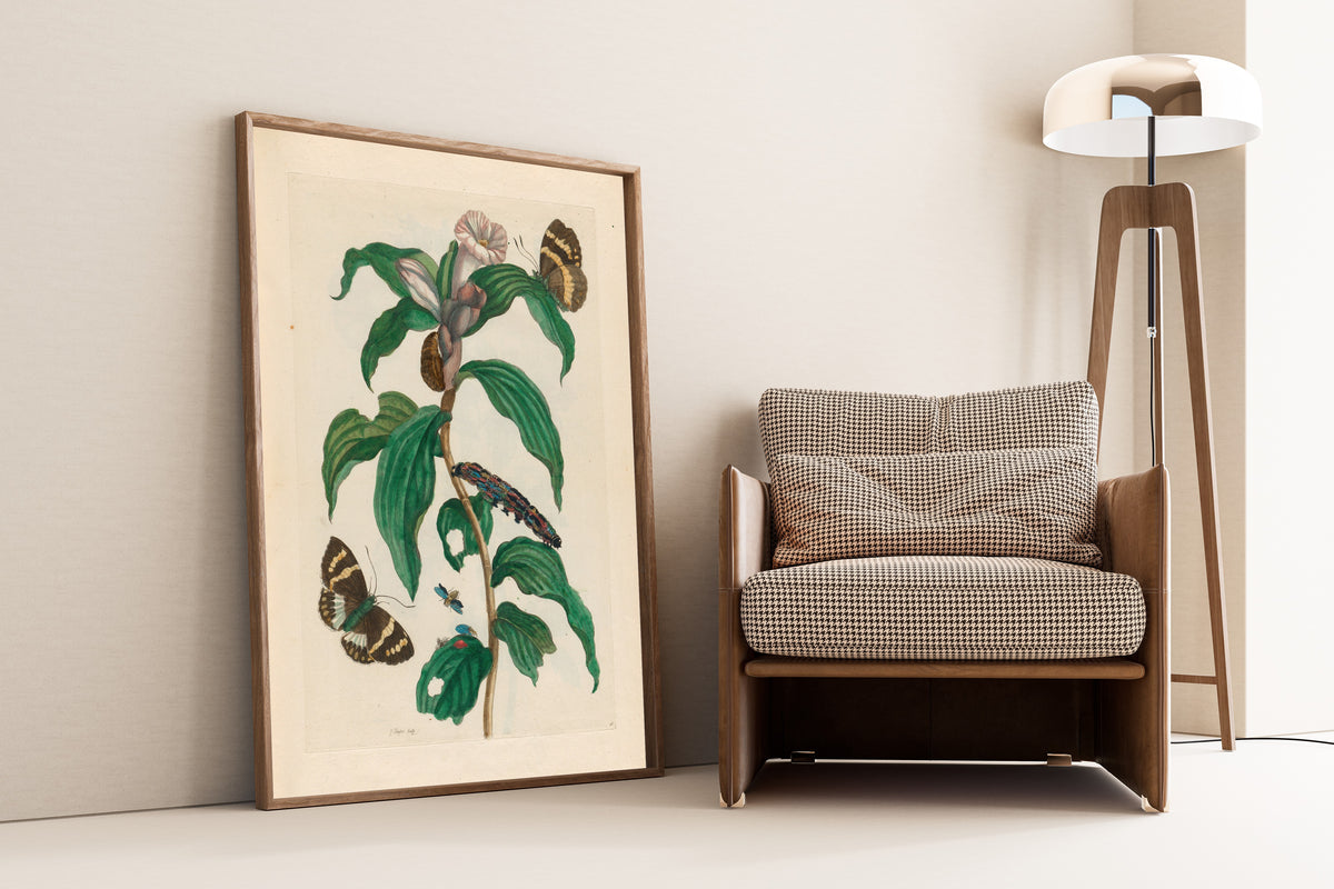 Framed art print of Metamorphosis of the Insects of Surinam: Costus arabicus by Maria Sibylla Merian, leaning against a wall beside an armchair and a floor lamp