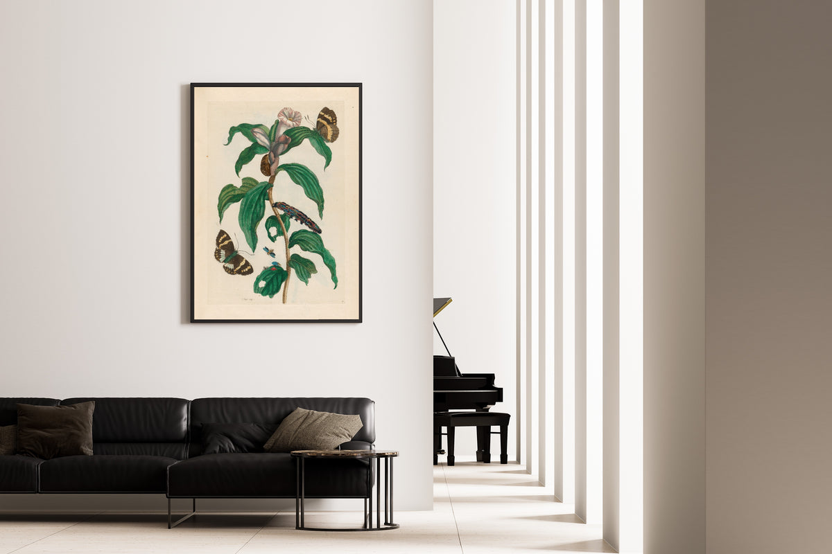 Framed art print of Metamorphosis of the Insects of Surinam: Costus arabicus by Maria Sibylla Merian, on the wall of a minimal living room