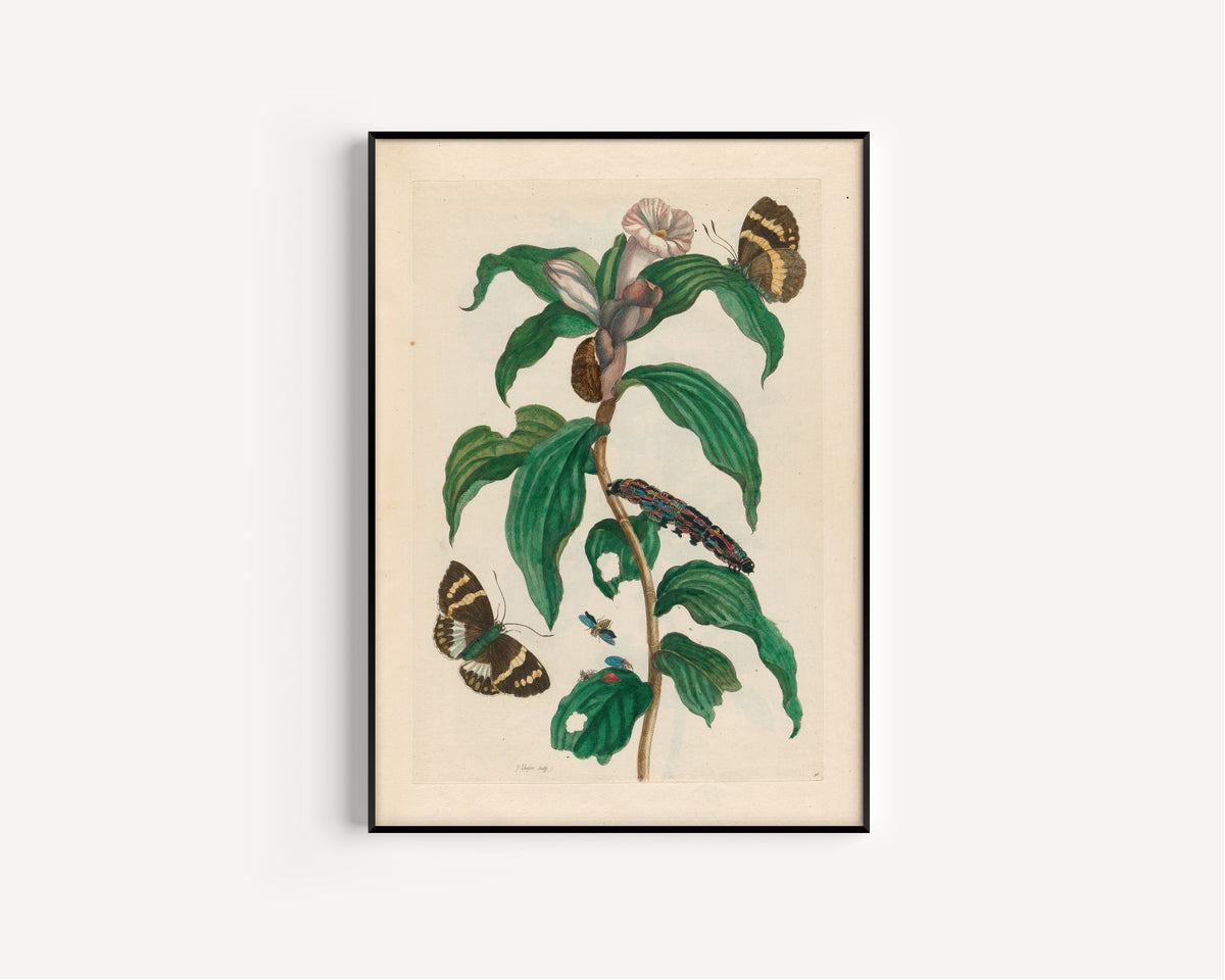Framed art print of Metamorphosis of the Insects of Surinam: Costus arabicus by Maria Sibylla Merian, in a slim black frame on a plain white wall