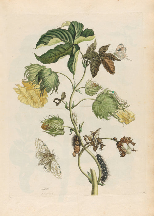 Metamorphosis of the Insects of Surinam: Cotonier by Maria Sibylla Merian — A cotton branch with yellow blooms, open bolls and a spotted moth