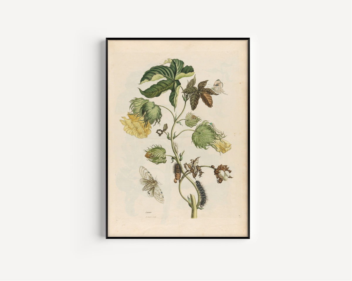 Framed art print of Metamorphosis of the Insects of Surinam: Cotonier by Maria Sibylla Merian, in a slim black frame on a plain white wall
