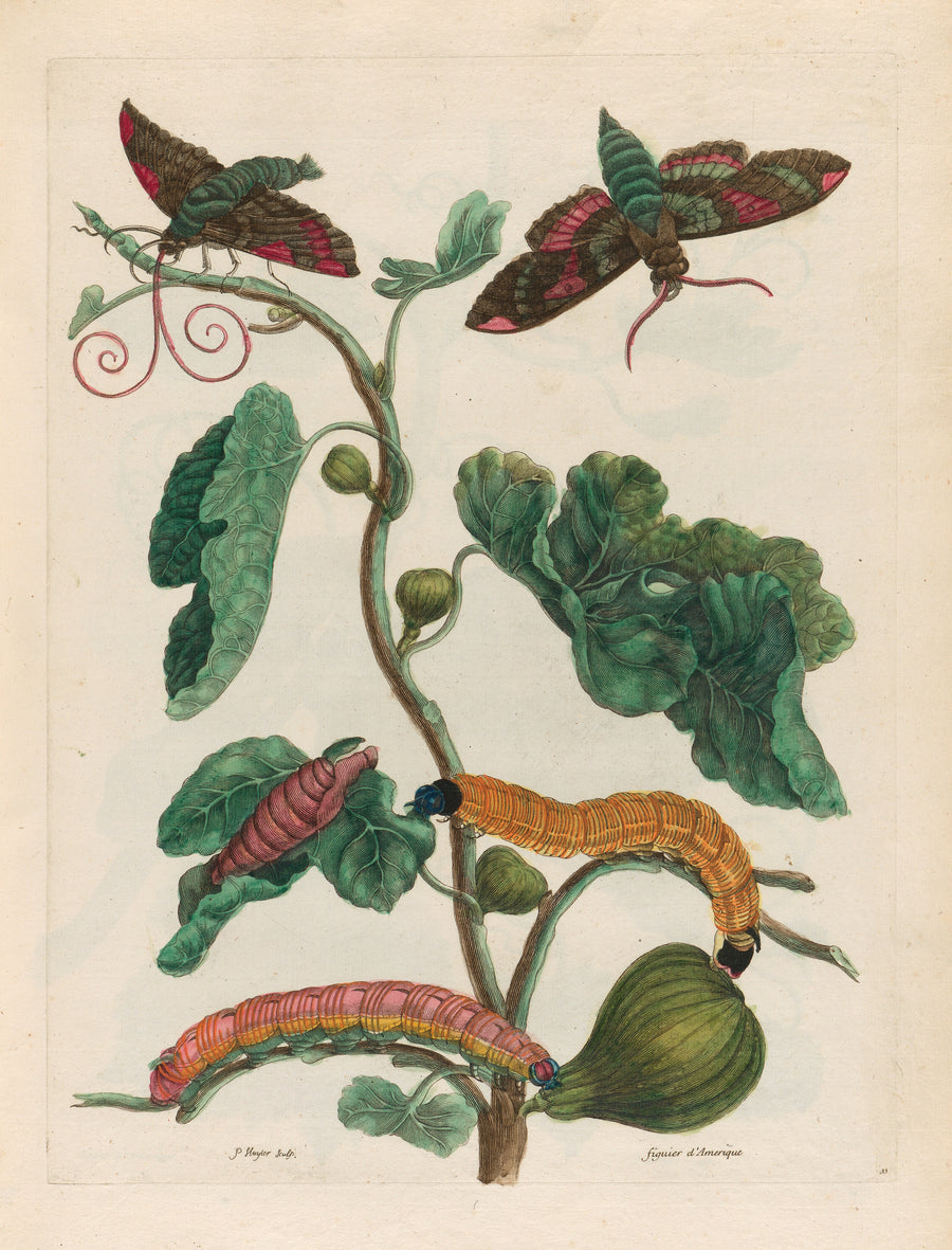 Maria Sibylla Merian — Metamorphosis of the Insects of Surinam: Figuier d’Amerique | Natural History Print shown to scale on a wall above a sofa