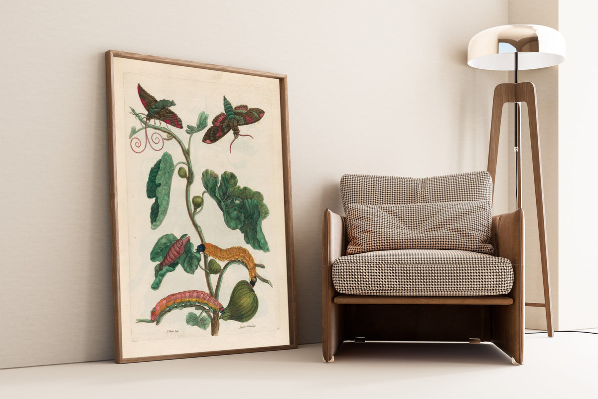 Framed art print of Metamorphosis of the Insects of Surinam: Figuier… by Maria Sibylla Merian, leaning against a wall beside an armchair and a floor lamp