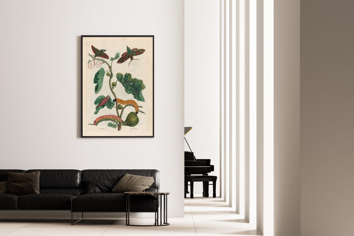 Framed art print of Metamorphosis of the Insects of Surinam: Figuier d’Amerique by Maria Sibylla Merian, on the wall of a minimal living room