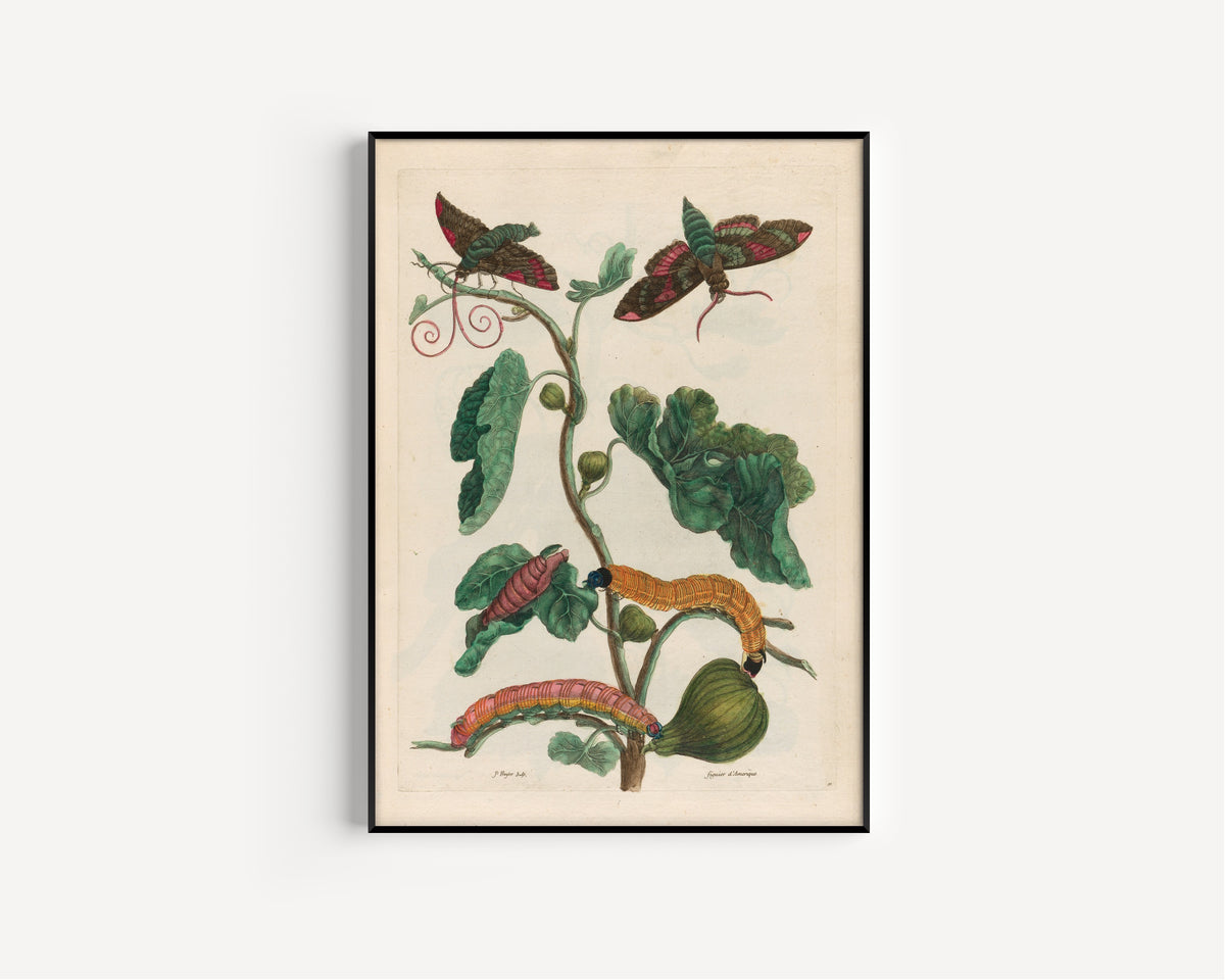 Framed art print of Metamorphosis of the Insects of Surinam: Figuier d’Amerique by Maria Sibylla Merian, in a slim black frame on a plain white wall