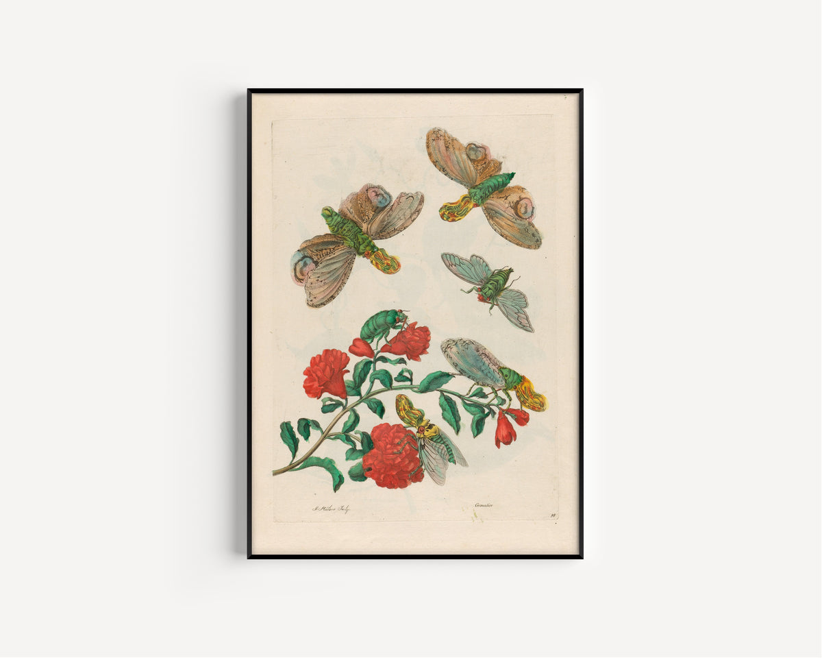 Framed art print of Metamorphosis of the Insects of Surinam: Grenadier by Maria Sibylla Merian, in a slim black frame on a plain white wall