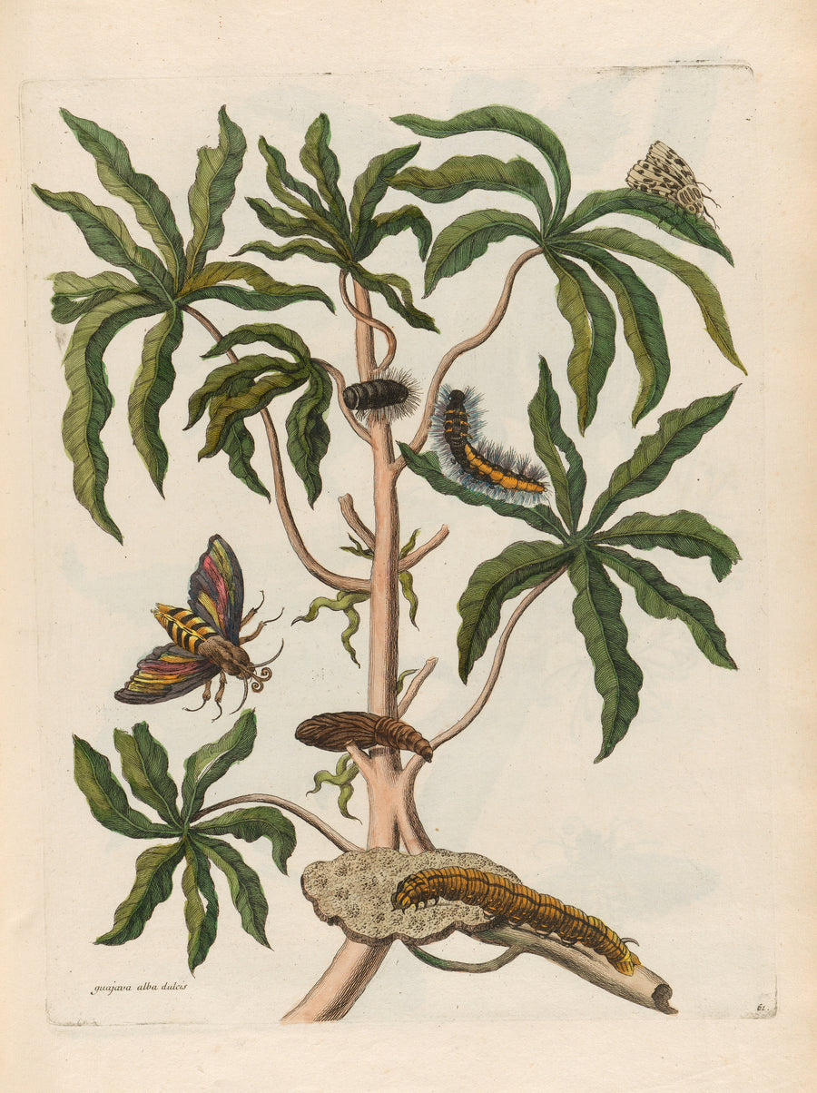 Maria Sibylla Merian — Metamorphosis of the Insects of Surinam: Guajava alba dulcis | Natural History Print shown to scale on a wall above a sofa