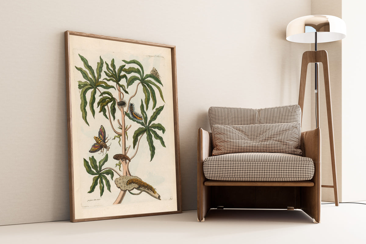 Framed art print of Metamorphosis of the Insects of Surinam: Guajava alba… by Maria Sibylla Merian, leaning against a wall beside an armchair and a floor lamp