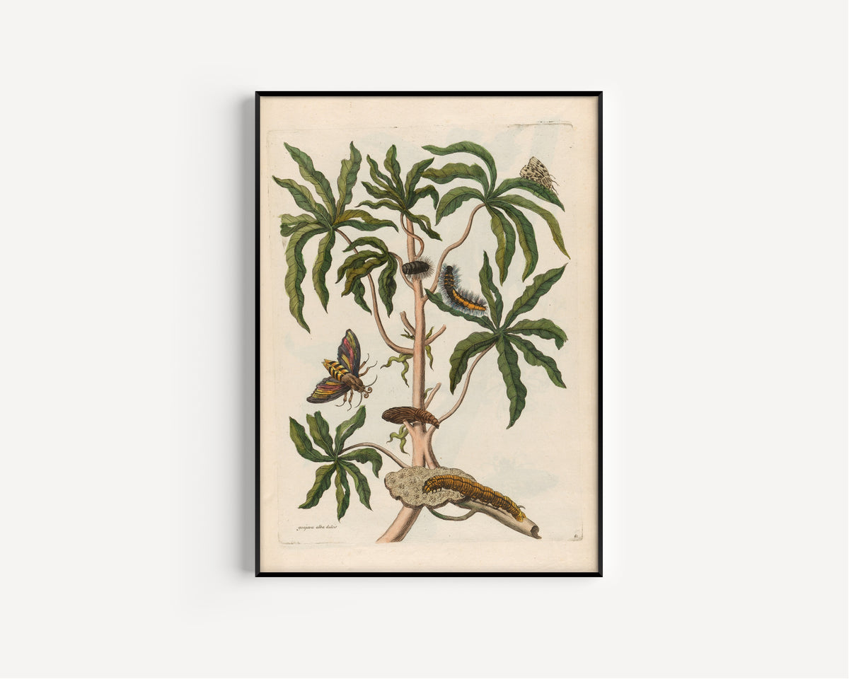 Framed art print of Metamorphosis of the Insects of Surinam: Guajava alba dulcis by Maria Sibylla Merian, in a slim black frame on a plain white wall