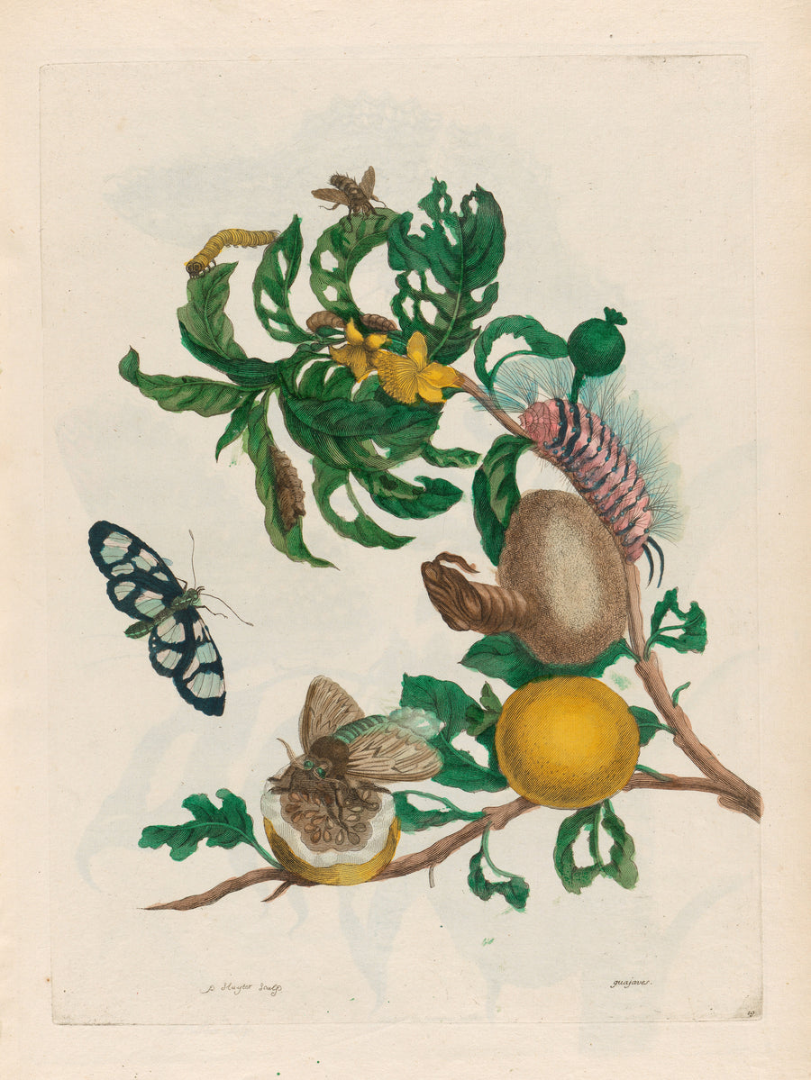 Maria Sibylla Merian — Metamorphosis of the Insects of Surinam: Guajaves | Natural History Print shown to scale on a wall above a sofa