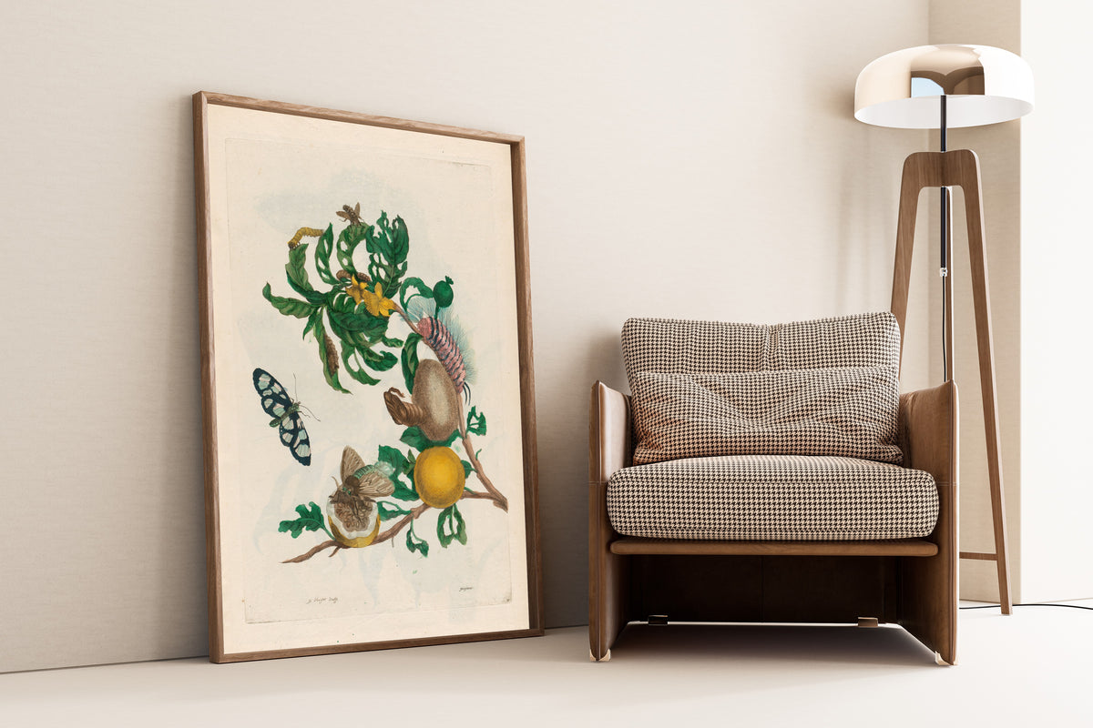 Framed art print of Metamorphosis of the Insects of Surinam: Guajaves by Maria Sibylla Merian, leaning against a wall beside an armchair and a floor lamp