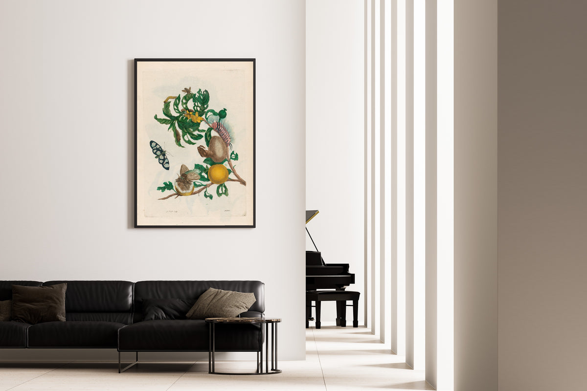 Framed art print of Metamorphosis of the Insects of Surinam: Guajaves by Maria Sibylla Merian, on the wall of a minimal living room