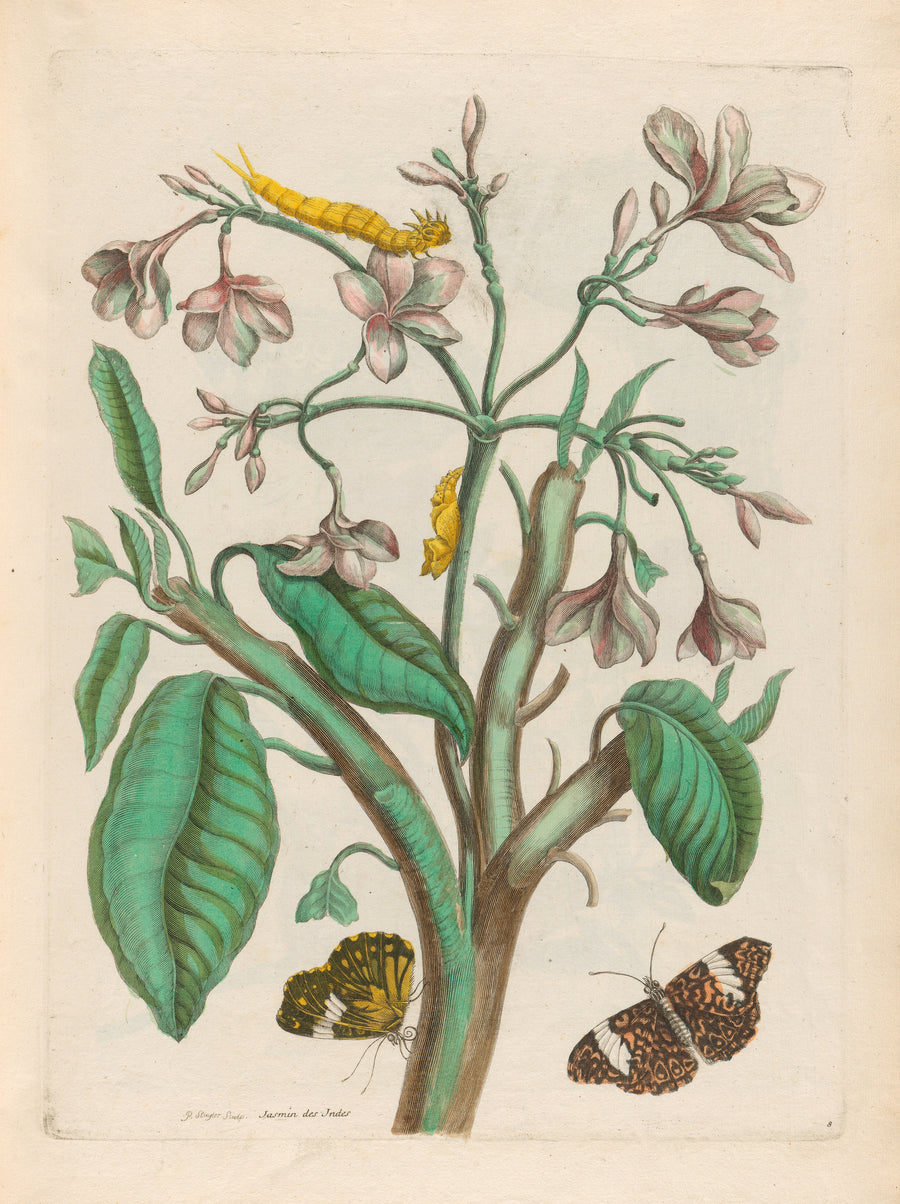 Maria Sibylla Merian — Metamorphosis of the Insects of Surinam: Jasmin des Indes | Natural History Print shown to scale on a wall above a sofa