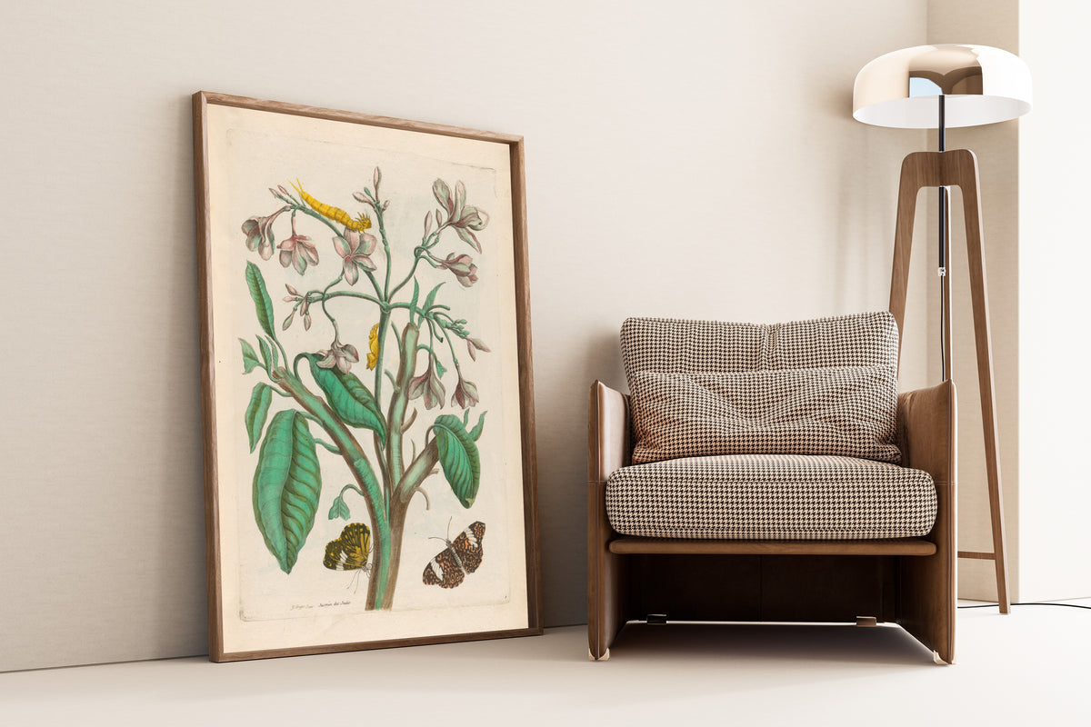 Framed art print of Metamorphosis of the Insects of Surinam: Jasmin des… by Maria Sibylla Merian, leaning against a wall beside an armchair and a floor lamp