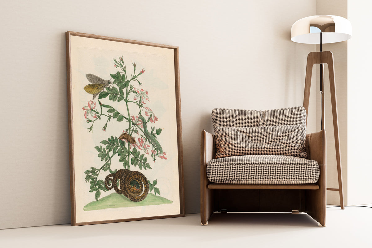 Framed art print of Metamorphosis of the Insects of Surinam: Jasminum… by Maria Sibylla Merian, leaning against a wall beside an armchair and a floor lamp