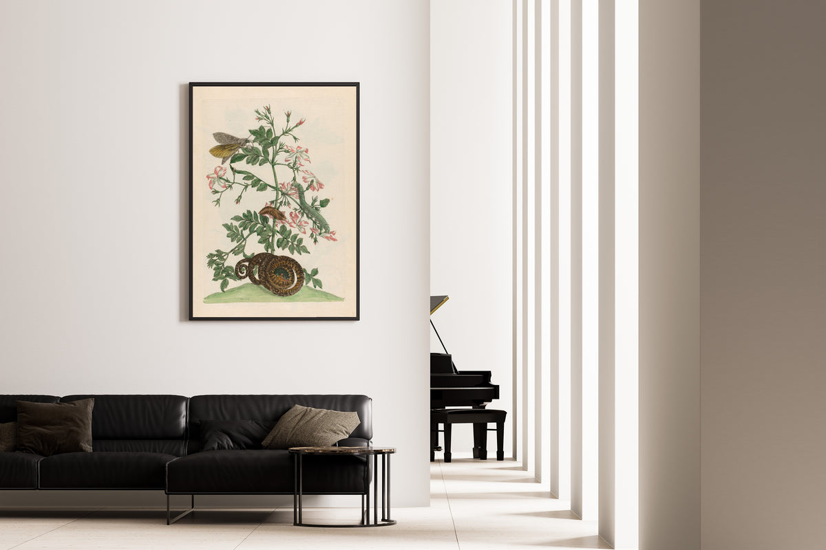Framed art print of Metamorphosis of the Insects of Surinam: Jasminum grandiflorum by Maria Sibylla Merian, on the wall of a minimal living room
