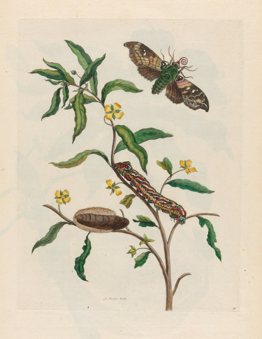 Maria Sibylla Merian — Metamorphosis of the Insects of Surinam: Ludwigia octovalvis | Natural History Print shown to scale on a wall above a sofa