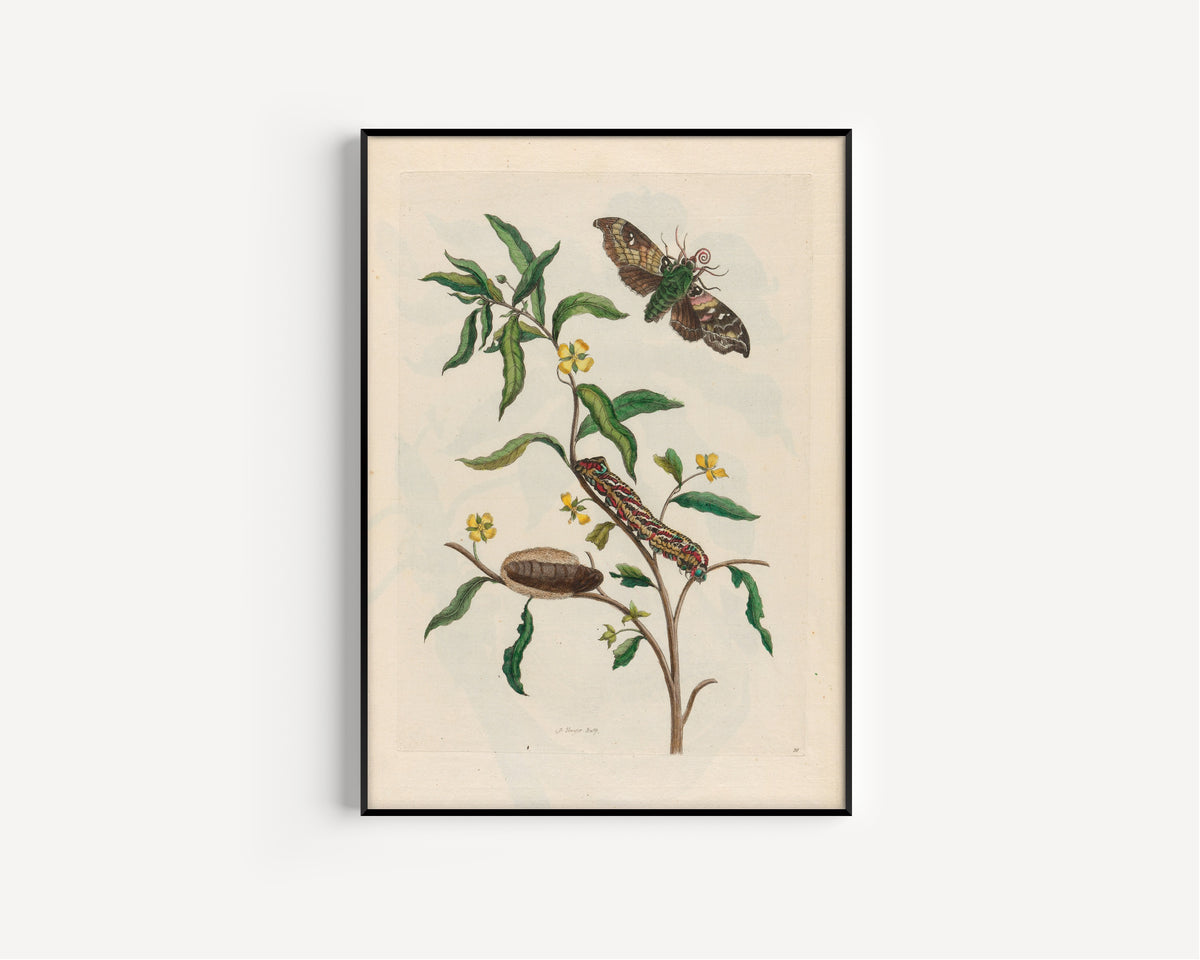 Framed art print of Metamorphosis of the Insects of Surinam: Ludwigia octovalvis by Maria Sibylla Merian, in a slim black frame on a plain white wall