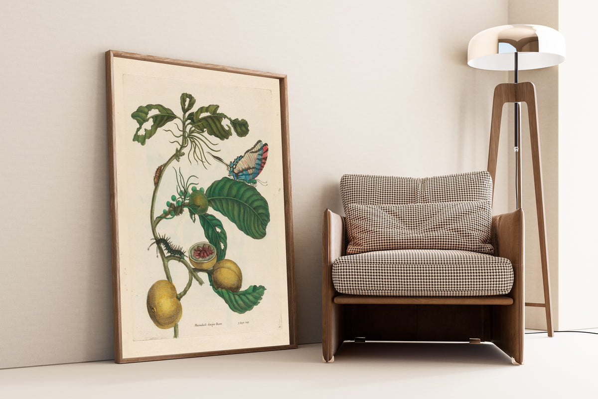 Framed art print of Metamorphosis of the Insects of Surinam: Marmelade… by Maria Sibylla Merian, leaning against a wall beside an armchair and a floor lamp
